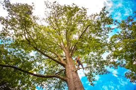 Trusted Port Isabel, TX Tree Services Experts